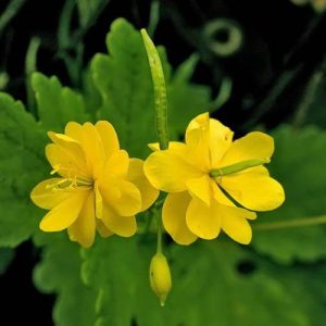 بذر گیاه دارویی مامیران یا گیاه پرستو (Chelidonium Majus)