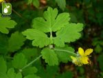 بذر گیاه دارویی مامیران یا گیاه پرستو (Chelidonium Majus)