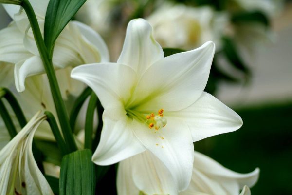 پیاز گل سوسن عطری سفید (لیلیوم سفید)