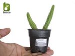 نشاء گیاه کاکتوس دم موشی (Aprocactus flagelliformis)