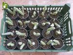 نشاء گیاه کاکتوس دم موشی (Aprocactus flagelliformis)