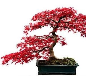 بذر درخت زیبای افرا قرمز ژاپنی
