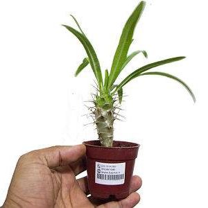 گیاه کوچک نخل ماداگاسکار (Pachypodium Lamerei)
