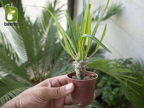 گیاه کوچک نخل ماداگاسکار (Pachypodium Lamerei)