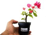 نشاء گلدانی گل بسیار زیبای گل کاغذی (BOUGAINVILLEA )