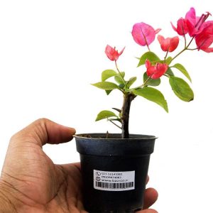 نشاء گلدانی گل بسیار زیبای گل کاغذی (BOUGAINVILLEA )