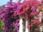 نشاء گلدانی گل بسیار زیبای گل کاغذی (BOUGAINVILLEA )