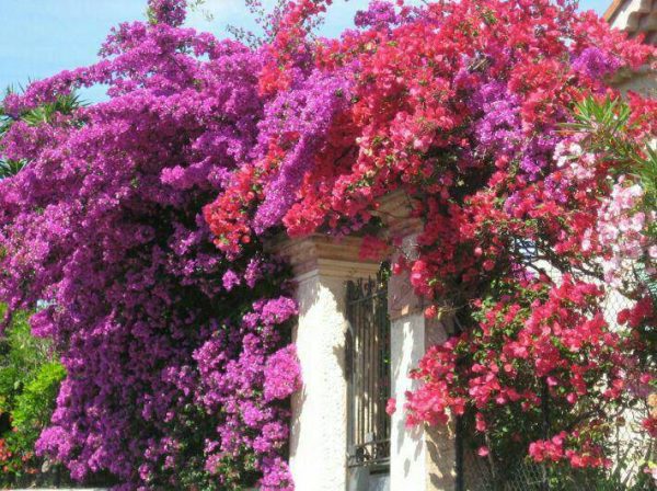 نشاء گلدانی گل بسیار زیبای گل کاغذی (BOUGAINVILLEA )