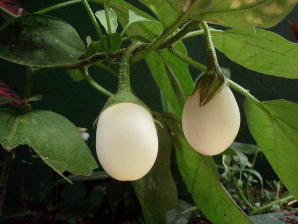 بذر بادمجان سفید زینتی تخم مرغی (WHITE EGGPLANT)