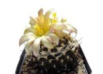 بذر کاکتوس کمیاب کوپیاپوا تنیوسیم (Copiapoa tenuissima)