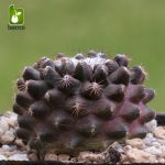 بذر کاکتوس کمیاب کوپیاپوا تنیوسیم (Copiapoa tenuissima)