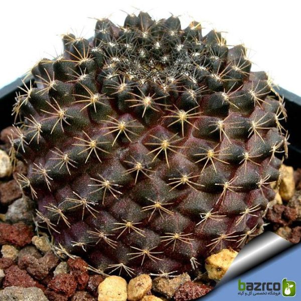 بذر کاکتوس کمیاب کوپیاپوا تنیوسیم (Copiapoa tenuissima)