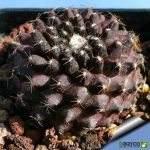 بذر کاکتوس کمیاب کوپیاپوا تنیوسیم (Copiapoa tenuissima)
