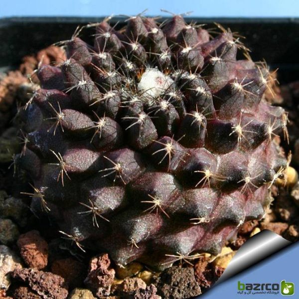 بذر کاکتوس کمیاب کوپیاپوا تنیوسیم (Copiapoa tenuissima)