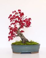بذر درخت زیبای افرا قرمز ژاپنی