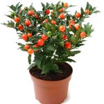 بذر گیاه زیبای (درختچه) گیلاس اورشلیم (Solanum pseudocapsicum)