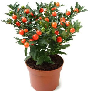 بذر گیاه زیبای (درختچه) گیلاس اورشلیم (Solanum pseudocapsicum)