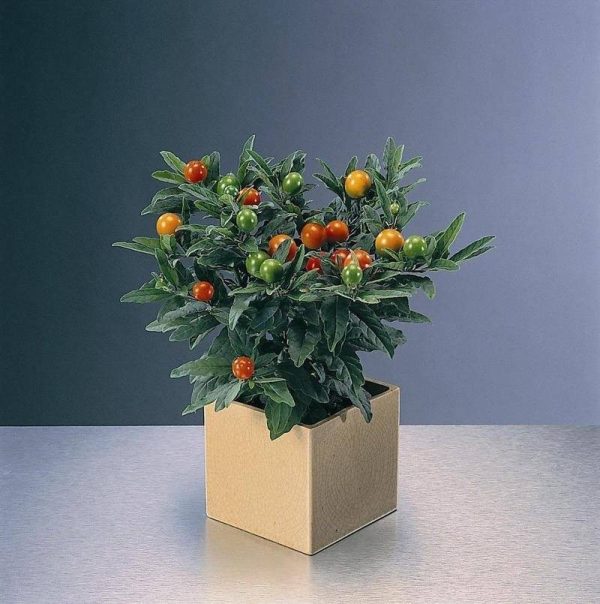 بذر گیاه زیبای (درختچه) گیلاس اورشلیم (Solanum pseudocapsicum)