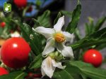 بذر گیاه زیبای (درختچه) گیلاس اورشلیم (Solanum pseudocapsicum)