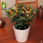 بذر گیاه زیبای (درختچه) گیلاس اورشلیم (Solanum pseudocapsicum)