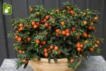 بذر گیاه زیبای (درختچه) گیلاس اورشلیم (Solanum pseudocapsicum)