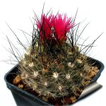 بذر کاکتوس زیبا و کمیاب نئوپورتریا (neoporteria cephalophora)
