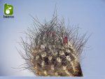 بذر کاکتوس زیبا و کمیاب نئوپورتریا (neoporteria cephalophora)