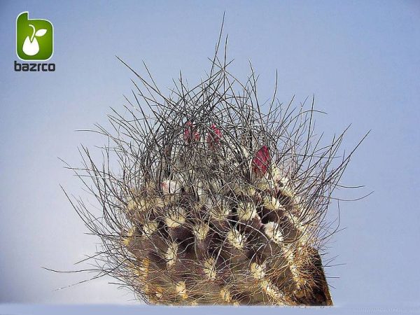 بذر کاکتوس زیبا و کمیاب نئوپورتریا (neoporteria cephalophora)