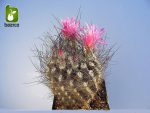 بذر کاکتوس زیبا و کمیاب نئوپورتریا (neoporteria cephalophora)