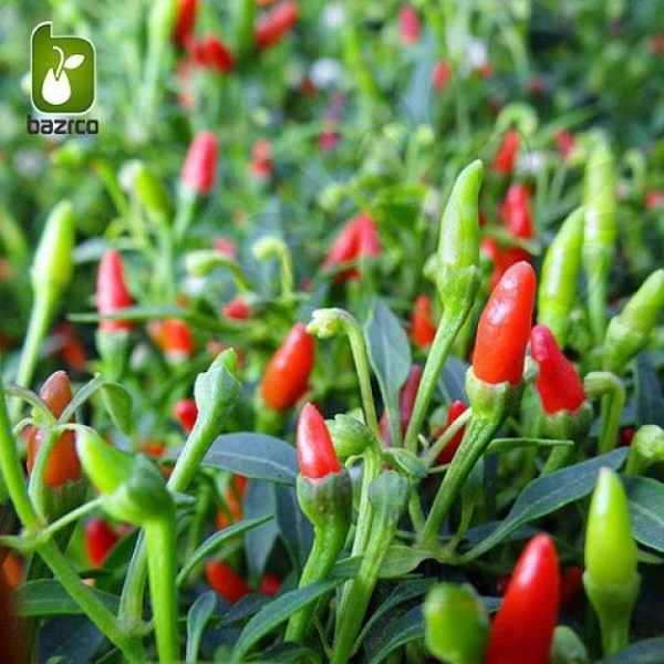 بذر گیاه زیبای فلفل زینتی چینی (chinese ornamental pepper)