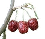 بذر کمیاب میوه خوشمزه umbellata Elaeagnus