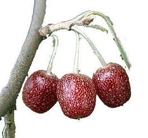 بذر کمیاب میوه خوشمزه umbellata Elaeagnus