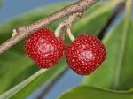 بذر کمیاب میوه خوشمزه umbellata Elaeagnus
