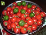 بذر وادراتی آمریکایی فلفل گیلاسی cherry peppers