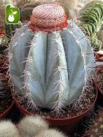 بذر کاکتوس ملوکاکتوس آزورئوس (Melocactus azureus)
