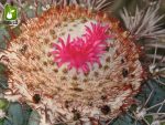 بذر کاکتوس ملوکاکتوس آزورئوس (Melocactus azureus)
