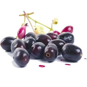 بذر درخت میوه Syzygium cumini یا Java plum (درخت جم یا جمبو)