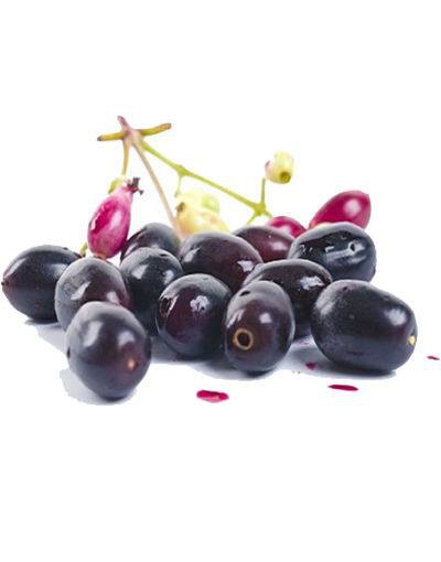 بذر درخت میوه Syzygium cumini یا Java plum (درخت جم یا جمبو)