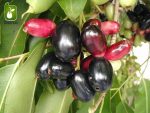 بذر درخت میوه Syzygium cumini یا Java plum (درخت جم یا جمبو)