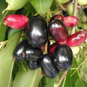 بذر درخت میوه Syzygium cumini یا Java plum (درخت جم یا جمبو)