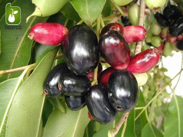 بذر درخت میوه Syzygium cumini یا Java plum (درخت جم یا جمبو)
