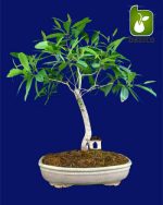 بذر درخت میوه Syzygium cumini یا Java plum (درخت جم یا جمبو)
