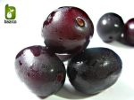 بذر درخت میوه Syzygium cumini یا Java plum (درخت جم یا جمبو)