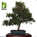 بذر درخت میوه Syzygium cumini یا Java plum (درخت جم یا جمبو)