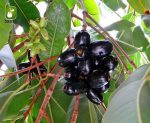 بذر درخت میوه Syzygium cumini یا Java plum (درخت جم یا جمبو)