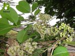 بذر درخت میوه Syzygium cumini یا Java plum (درخت جم یا جمبو)