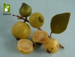 بذر درختچه میوه گواوا زرد برزیلی (Psidium guineense)