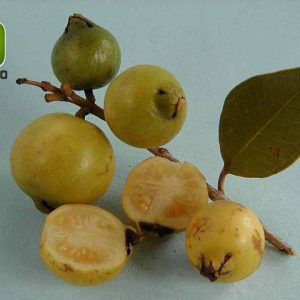 بذر درختچه میوه گواوا زرد برزیلی (Psidium guineense)