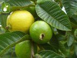 بذر درختچه میوه گواوا زرد برزیلی (Psidium guineense)
