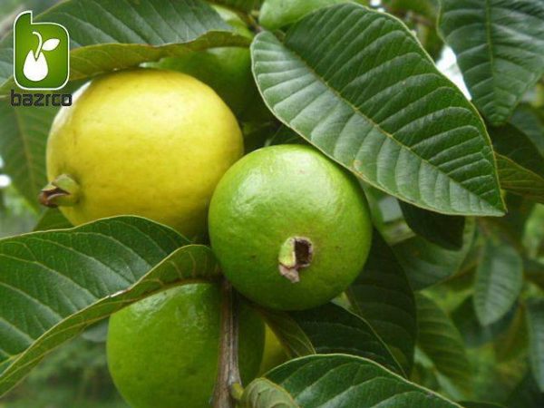 بذر درختچه میوه گواوا زرد برزیلی (Psidium guineense)
